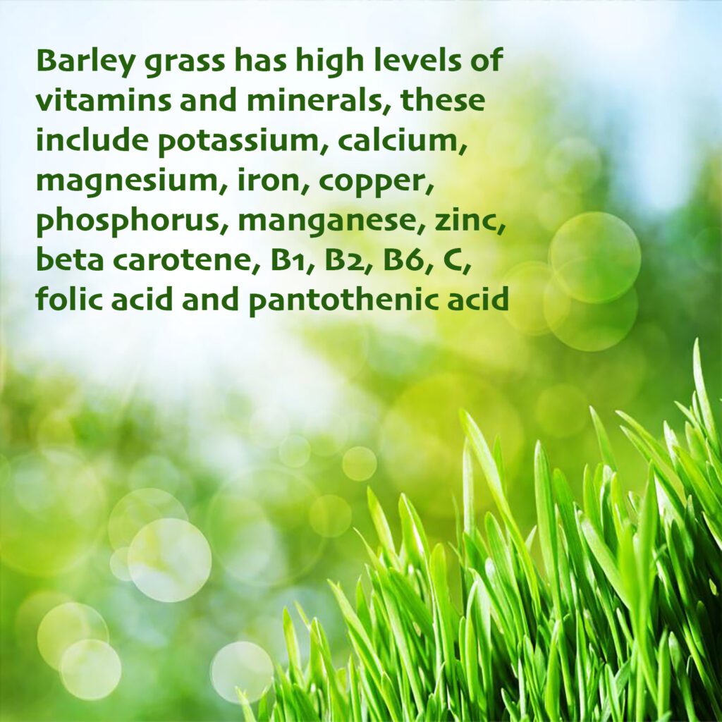 Super Greens Immune Support Ⓥ - Image 4